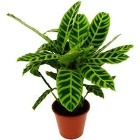 Exotenherz Zimmerpflanze Gestreifte XXL-Schattenpflanze Calathea zebrina 19cm Topf