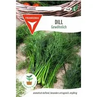 FRANKONIA Kräutersamen Dill, Gewöhnlich - Dill-Samen Kräuter-Samen Gewürz Saatgut Samen, Anethum graveolens