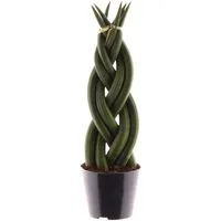 meinvipshop Zimmerpflanze Sansevieria cylindrica Twist 30cm Zimmerpflanze