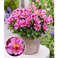 BALDUR Garten Staude Winterharte Alstromeria Incalys® 'Purple', im 12 cm XL-Topf, 1 St., Alstroemeria, winterhart, mehrjährig, pflegeleicht