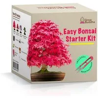 Kunstbonsai Bonsai-aufzucht-Set - die geniale Geschenkidee - 4 Sorten, Grow Buddha