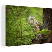 OneMillionCanvasses® Leinwandbild Eule auf einem Baum sitzend, Fotodruck (1 St), Leinwand Bilder Klein, Wand Dekoration Aesthetic 30x20 cm