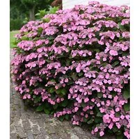 BALDUR Garten Zierstrauch Hortensie 'Pink Lace', 1 St., Tellerhortensie,winterhart, mehrjährig, reichblühend