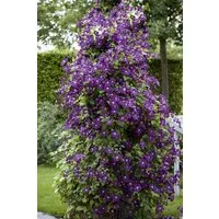 Pflanzen für Dich Kletterpflanze Clematis viticella Polish Spirit, 1 St., Italienische Waldrebe, Clematis, violettblühend, kletterpflanze