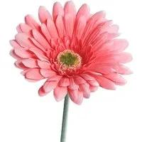 Kunstblume Gerbera Kunstblumen Blüten 1 Stk 56 cm rosa Gerbera, matches21 HOME & HOBBY, Höhe 56 cm, Indoor