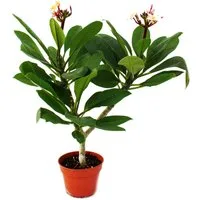 Exotenherz Zimmerpflanze Hawaianischer Tempelbaum - Plumeria - Überraschungsfarbe
