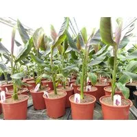 gruenwaren jakubik Bananenbaum Bananenstaude Banane Musa Sikkimensis Red Tiger Banane 110 - 130 cm