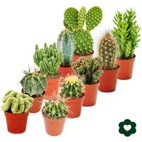 Exotenherz Kaktus 10 verschiedene Kakteen 5,5cm Topf im Set