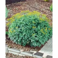 Pflanzen für Dich Staude Ruta graveolens Jackman's Blue, 1 St., Weinraute, Gartenraute