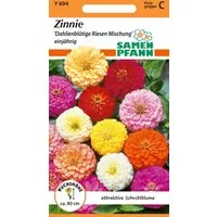 SAMEN PFANN Blumensamen Zinnie, Dahlienblütige Riesen Mischung Saatgut Zinnien-Samen Samen, Zinnia elegans