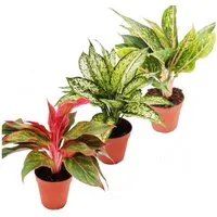 Exotenherz Zimmerpflanze Buntblättriger Kolbenfaden Set 3 ver. Deluxe Pflanzen Aglaonema 12cm