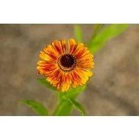 Pflanzen für Dich Staude Helenium cult. Wonadonga, 1 St., Sonnenbraut