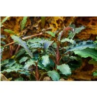 Aquaone Wasserpflanze Aquariumpflanze Bucephalandra 'Kedagang' Nr.139B