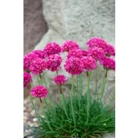 Pflanzen für Dich Staude Armeria maritima Düsseldorfer Stolz, 1 St., Grasnelke, Strand-Grasnelke