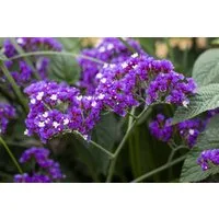 Pflanzen für Dich Staude Limonium latifolium, 1 St., Breitblättriges Strandflieder, Meerlavendel