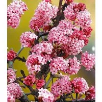 BALDUR Garten Zierstrauch Winterblüher Duft-Schneeball 'Dawn', 1 St., Duftschneeball, winterblühend, rosa Blüten, rote Herbstfärbung