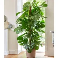 BALDUR Garten Zimmerpflanze Monstera Pertusum am Moosstab ca. 120 cm hoch, 1 St., Fensterblatt, pflegeleicht