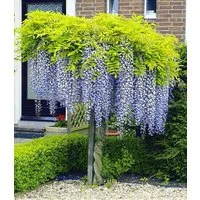 BALDUR Garten Zierstrauch Blauregen auf Stamm, 1 St., Glyzinie, Wisterie,winterhart, mehrjährig