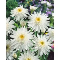 Pflanzen für Dich Staude Leucanthemum superb. Wirral Supreme, 1 St., Margerite, Gartenmargerite