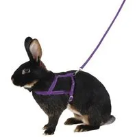 Kerbl Geschirr Schultergeschirr Agility 34 cm - 50 cm Bauchumfang 81761