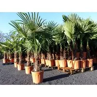 gruenwaren jakubik Baum XXL Palme winterhart 180 cm Trachycarpus fortunei, Hanfpalme