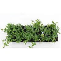 Pflanzen für Dich Bodendecker Bodendecker Sorten, 1 St., Bodendecker, immergrün, bodendeckend