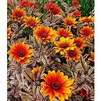 BALDUR Garten Staude Sonnenauge 'Orange Marble®', 5 St., Trochenresistent, winterhart, lange Blütezeit, bienenfreundlich