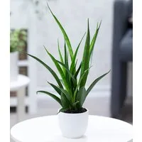 BALDUR Garten Zimmerpflanze Sansevieria 'Kirkii', 1 St., Schwiegermutterzunge
