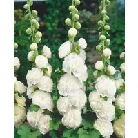 Pflanzen für Dich Staude Alcea rosea Pleniflora Chaters, 1 St., Stockrose, Stockmalve