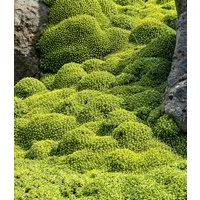 BALDUR Garten Bodendecker Andenpolster 'Azorella', 6 St., winterhart, mehrjährig