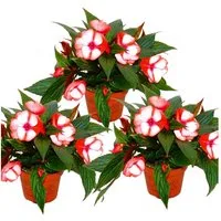Exotenherz Beetpflanze Edel-Lieschen Impatiens Neu-Guinea ver. Farben 3er Set im 12cm Topf