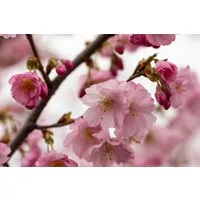Garten von Ehren Gehölze Prunus Accolade Containerware 40-60 cm hoch