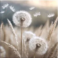 artissimo Glasbild Bild aus Glas 30x30 cm / Wandbild quadratisch Gräser, Natur: Zarte Pusteblumen im Wind - beige