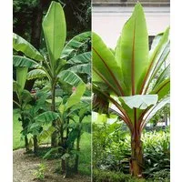 BALDUR Garten Bananenbaum Winterharte-Bananen-Kollektion, 2 St., Musabasjoo, winterhart, mehrjährig, pflegeleicht, kübelgeeignet
