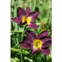 Pflanzen für Dich Staude Hemerocallis cult. Strutter's Ball, 1 St., Taglilie