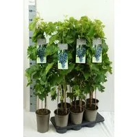 Pflanzen für Dich Obstpflanze Vitis vinifera Muscat bleu, 1 St., Muscat bleu, Weinrebe, blaue Trauben, pilzresistent