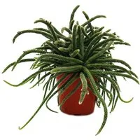 Exotenherz Kaktus Rhipsalis - Korallenkaktus - im 12cm Topf - sukkulente Zimmerpflanze