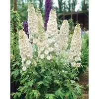 Pflanzen für Dich Staude Delphinium Pacific Galahad, 1 St., Rittersporn