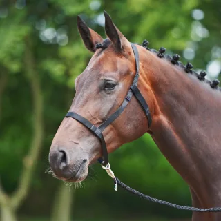 Halfter Weide