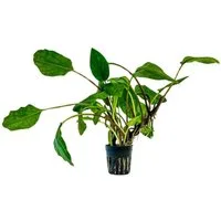 Aquaone Wasserpflanze Aquarium Pflanze Lagenandra sp green Topf Nr.304