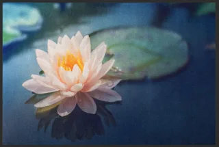 Fussmatte Seerose 4593 | Größe: 60 cm x 45 cm