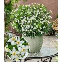BALDUR Garten Zierstrauch Choisya 'Tiny Dancer®', 1 St., Orangenblume,winterhart, kugeliger Wuchs, starkduftend, robust