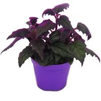 Exotenherz Zimmerpflanze Gynura Purple Passion Samtblatt Samtnessel lilafarbene Pflanze 8cm