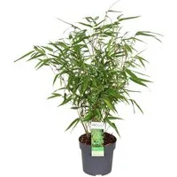 meinvipshop Topfpflanze Fargesia rufa Drachenkopf Bambus 50cm XXL