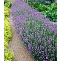 BALDUR Garten Staude Blauer Duft-Lavendel, 12 St., Lavendula, duftend, winterhart, mehrjährig, pflegeleicht