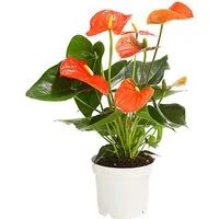 Dehner Zimmerpflanze Große Flamingoblume, Anthurium andreanum, ca. 20-30 cm, orange, auffallende, orange Einzelblüten