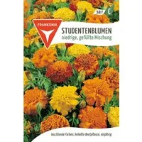 FRANKONIA Blumensamen Studentenblume, niedrige, gefüllte Mischung, Tagetes Samen Saatgut, Tagetes patula nana