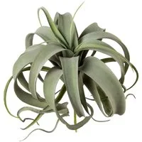 Kunstpflanze Tillandsie Sukkulente, Creativ green, Höhe 25 cm
