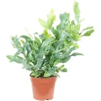 Flowerbox Zimmerpflanze Goldtüpfelfarn - Phlebodium aureum 'Blue Star', - Höhe ca. 40 cm, Topf-Ø 14 cm