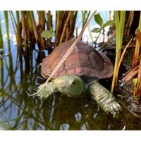 LB H&F Lilienburg Teichfigur Schildkröte Teichfigur Teichdeko Schwimmfigur Schwimmtier Miniteich, (Schwimmtier Miniteich Teich Fischteich Zinkwanne Gartenteich Dekoration Figur Teichfigur Gartendekoration Tier Aquarium teichbecken deko brunnen, ziert